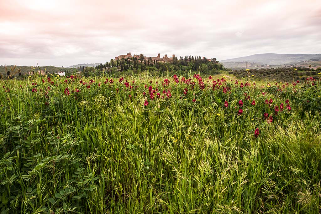 Paesaggio toscano - Certaldo, la città sullo sfondo di un campo fiorito
