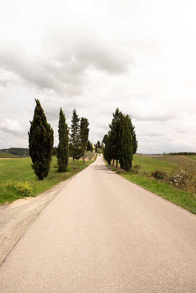 Paesaggio toscano: un filare di cipressi