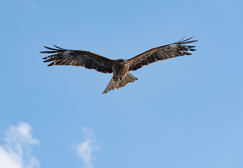 Wild Japan: un'aquila in una delle aree rurali più belle del Giappone