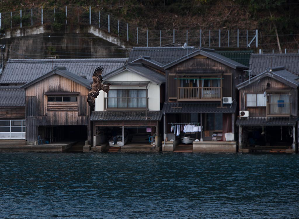 Wild japan; Un'aquila su uno sfondo di case sul mare in una delle aree rurali più belle del Giappone